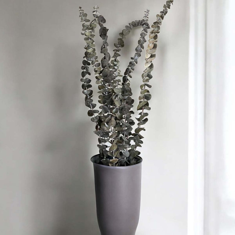 eucalyptus bouquet bunch 8 pcs