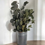 silver dollar lrg eucalyptus bunch