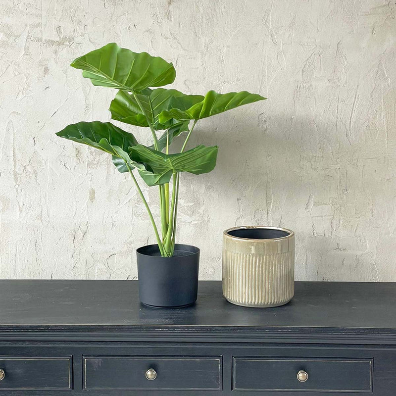 TURTLE LEAVES IN PLASTIC POT