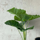 TURTLE LEAVES IN PLASTIC POT