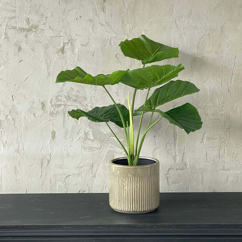 TURTLE LEAVES IN PLASTIC POT