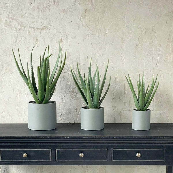 EX LARGE ALOE IN CEMENT POT(W)