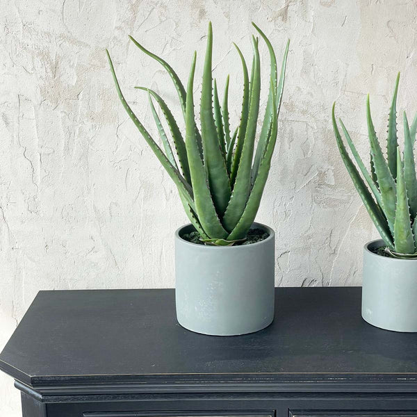 EX LARGE ALOE IN CEMENT POT(W)