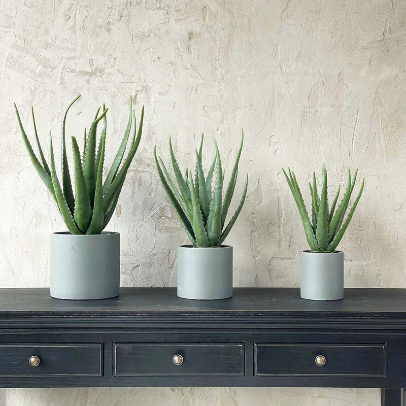pot for large aloe plant LARGE ALOE IN CEMENT POT – BIGGIE BEST