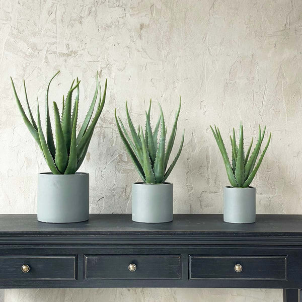 LARGE ALOE IN CEMENT POT(W)