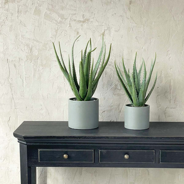 LARGE ALOE IN CEMENT POT(W)