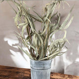 eucalyptus leaf bunch