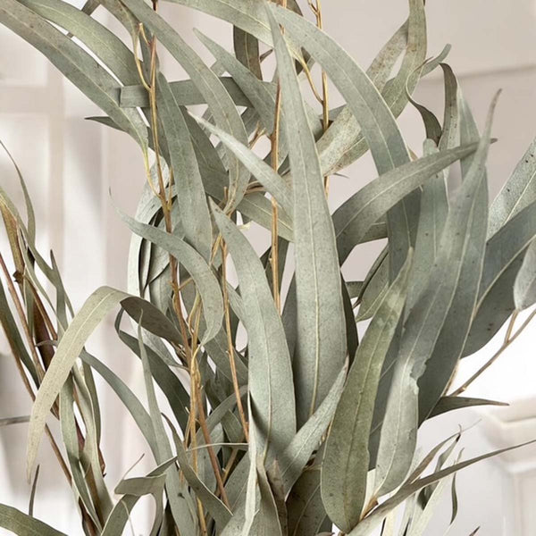 eucalyptus leaf bunch