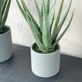 LARGE ALOE IN CEMENT POT